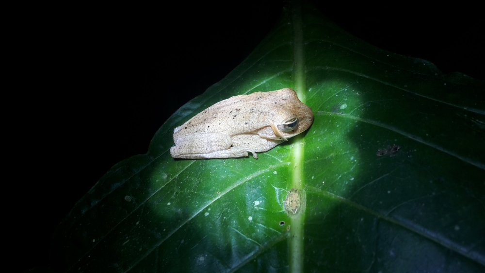 A cute little puma frog sitting on a leaf.