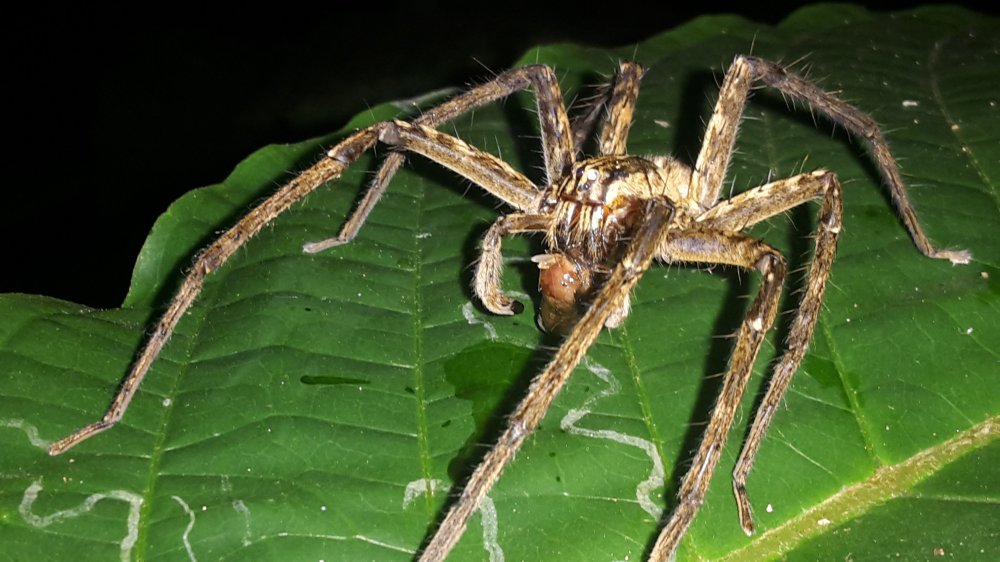 A wolf spider eating a wasp at night.