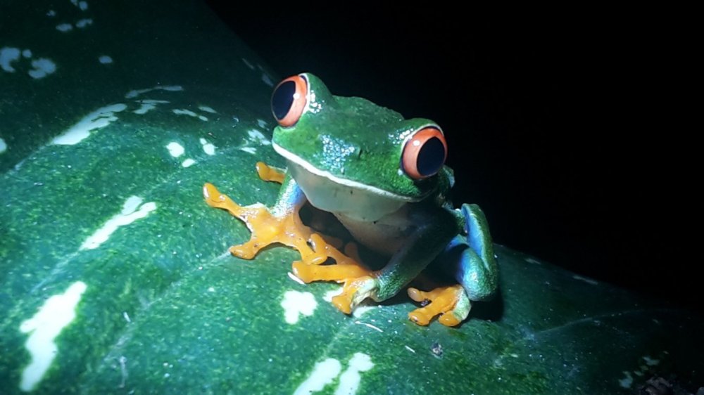 A red-eyed tree frog sitting on a leaf in Costa Rica.