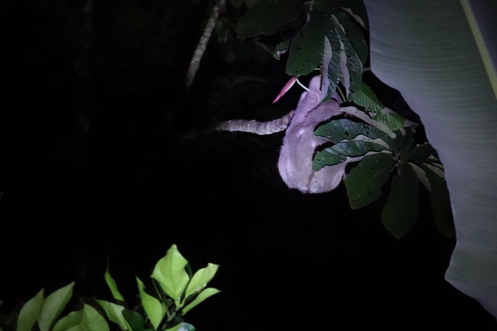 A sloth hanging in a tree at night, slowly eating leaves.