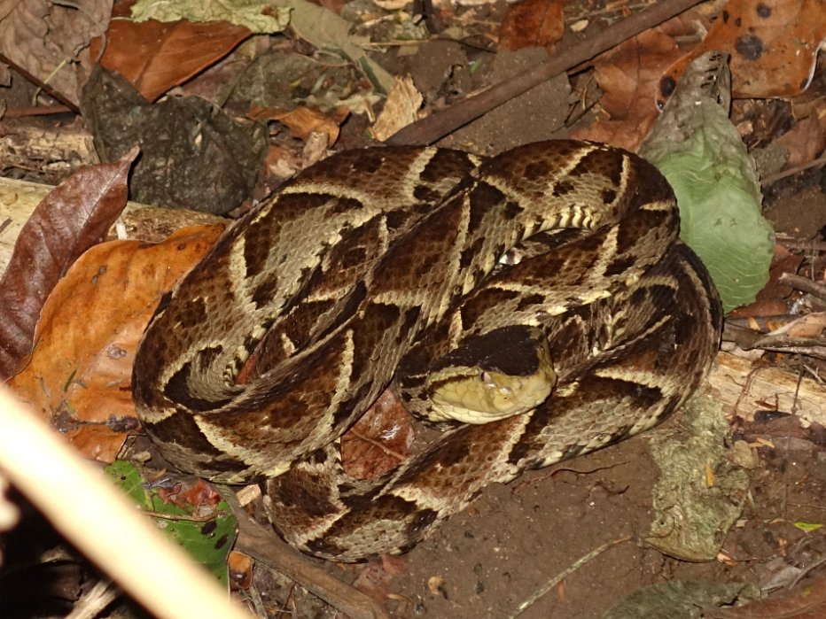 A venomous fer-de-lance viper is lying curled up in the underbrush.