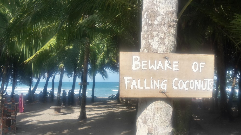 Beware of falling coconuts “Beware of falling coconuts“ sign next to palm trees by sandy beach.