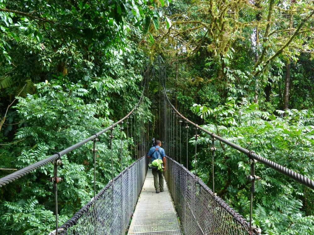 Mistico Hanging Bridges Mistico Hanging Bridges tour guide Bernado is crossing a bridge, looking for wildlife.